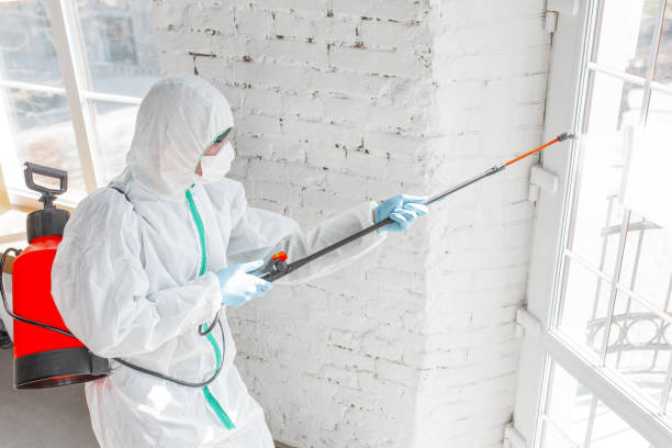 Reliable Ellaville, GA Mold Removal & Remediation Solutions