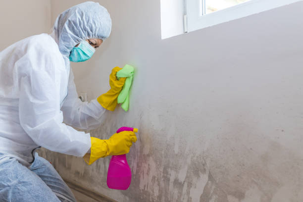 Best Comprehensive Air Testing for Mold Contaminants  in Ellaville, GA